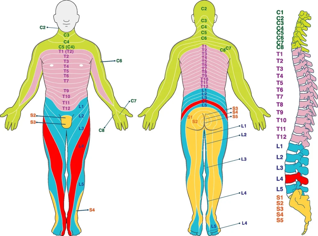 Magnet Placement For L4 Dermatome